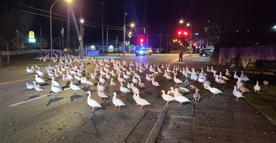 A photo of geese flocking on the road