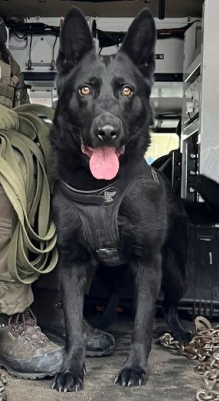 Police dog Neeka, a black German Shepherd